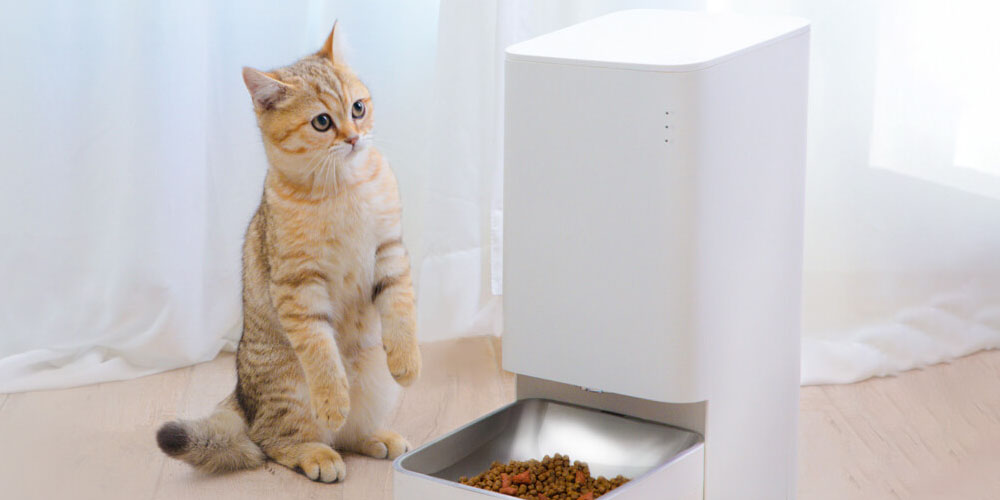 10 Indications Your Cat Is Sick from Germs