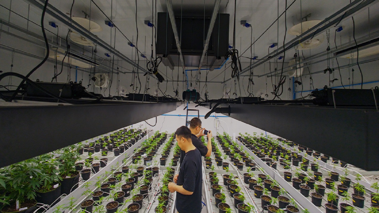 Dehumidifier Requirements for Grow Tents in Humid vs. Dry Climates